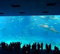 美ら海水族館。マンタやジンベエザメといった大物も展示されています。